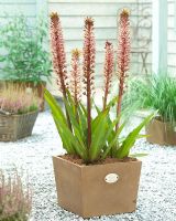Eucomis 'Tugela Jewel' in square planter