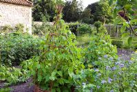 Walled vegetable garden with willow teepees - Narborough Hall 
 