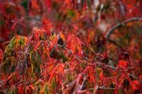 Acer palmatum var. dissectum - Dissectum Viride Group showing autumn colour