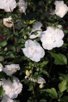 Hibiscus syriacus 'White Chiffon' AGM