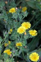 Picris echioides - Bristly Ox-Tongue - Common Garden Weed