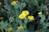 Picris echioides - Bristly Ox-Tongue - Common Garden Weed
