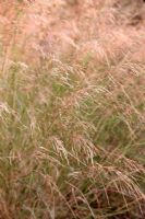 Oryzopsis miliacea grass in autumn
