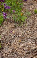Straw mulch on vegetable bed