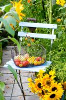 Basket of vegetables on blue chair with jug of Helianthus annus 