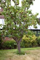 Fruiting pear tree - Woodpeckers, Essex NGS