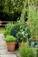 Pots of herbs in kitchen garden - Woodpeckers, Essex NGS
