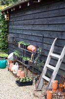 Plant stand with young Primula auricula and tools by shed - Woodpeckers, Essex NGS