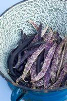 Phaseolus vulgaris 'Merveille de Piedmonte' - Dwarf French beans in colander 