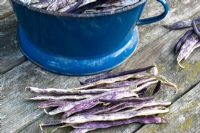 Phaseolus vulgaris 'Merveille de Piedmonte' - Dwarf French beans drying on table