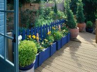 Raised decked patio with cobalt blue fence and ceramic fish, Coreopsis 'Sunburst' in planters - Seaside style garden, london