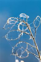 Frosted seed cases of Lunaria annua - Pettifers, Oxfordshire