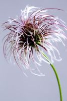 Clematis seed head
