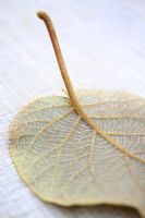 Actinidia deliciosa leaf on a wooden surface