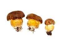 Boletus Badius - Bay Bolete Fungus 