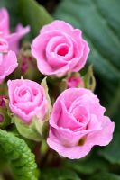 Primula - Primrose 'Delia Strawberry'