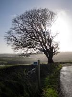 Wintry tree at roadside in late afternoon sun