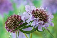 Scabiosa lucida - Scabious, Pincushion flower and buds

