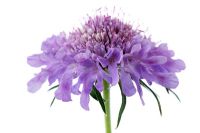 Scabiosa lucida - Scabious, Pincushion flower
