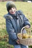 Boy with wicker basket full of freshly harvested Pears - Pyrus 'Williams'