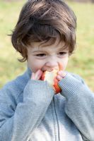 Boy eating freshly harvested Apple