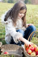 Girl putting freshly harvested Pears and Apples in wicker basket

