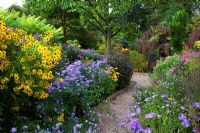 Asters -  Picton Garden