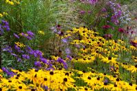 Rudbeckia Asters, grasses and Echinacea  in Autumn