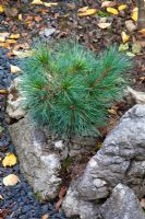 Pinus strobus 'Radiata' - Weymouth Pine