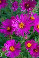 Aster 'James Ritchie'
