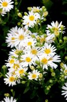 Aster Trinervius subsp. ageratiodes 'Star Shine'