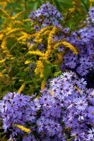 Aster 'Little Carlow' with Solidago rugosa 'Fireworks'