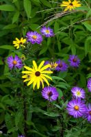 Rudbeckia with Asters in Autumn