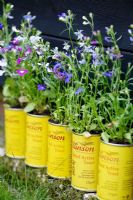Lobelia 'Mixed Trailing' growing in old tins