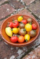 Heirloom tomatoes - Red cherry tomatoes 'Gardener's Delight', 'Yellow pear', 'Black cherry' and 'Cream sausage'.
