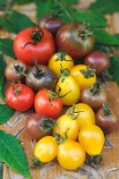 Heirloom tomatoes - Red cherry tomatoes 'Gardener's Delight', 'Yellow pear' and 'Black cherry' 