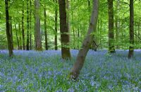 Bluebells - Hyacinthoides non-scripta in Beech woodland, Forest of Dean, Gloucestershire