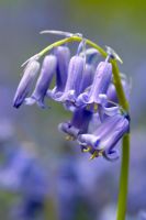 Hyacinthoides non-scripta - Bluebells