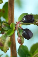 Fuchsia 'Fuksie Foetsie' Encliandra fuchsia Small fruit formed after flower dies 