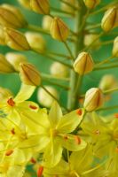 Eremurus stenophyllus - Narrow-leaved foxtail lily 