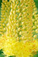 Eremurus stenophyllus - Narrow-leaved foxtail lily 
