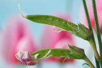 Lathyrus tingitanus  'Roseus'  Pink Tangier pea Seed pods formed as flowers die  