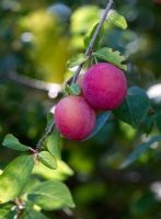 Prunus Domestica - Wild plum 
