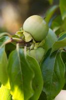 Diospyros kaki - Sharon fruit 