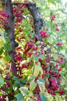 Malus - A heavily laden branch of crab apples which has broken off due to weight