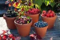 Pots of blueberries, strawberries, red currants, raspberries and blackberries