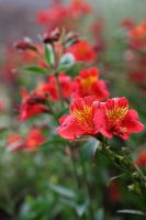 Alstroemeria 'Red Beauty' at the National Botanic Garden of Wales - Gardd Fotaneg Genedlaethol Cymru