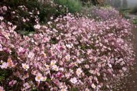 Anemone x hybrida pink form at the National Botanic Garden of Wales - Gardd Fotaneg Genedlaethol Cymru