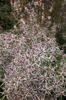 Eryngium variifolium at the National Botanic Garden of Wales - Gardd Fotaneg Genedlaethol Cymru
