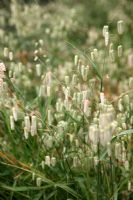 Briza maxima - Large Quaking Grass at the National Botanic Garden of Wales - Gardd Fotaneg Genedlaethol Cymru
